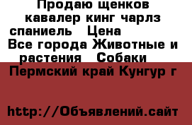 Продаю щенков кавалер кинг чарлз спаниель › Цена ­ 40 000 - Все города Животные и растения » Собаки   . Пермский край,Кунгур г.